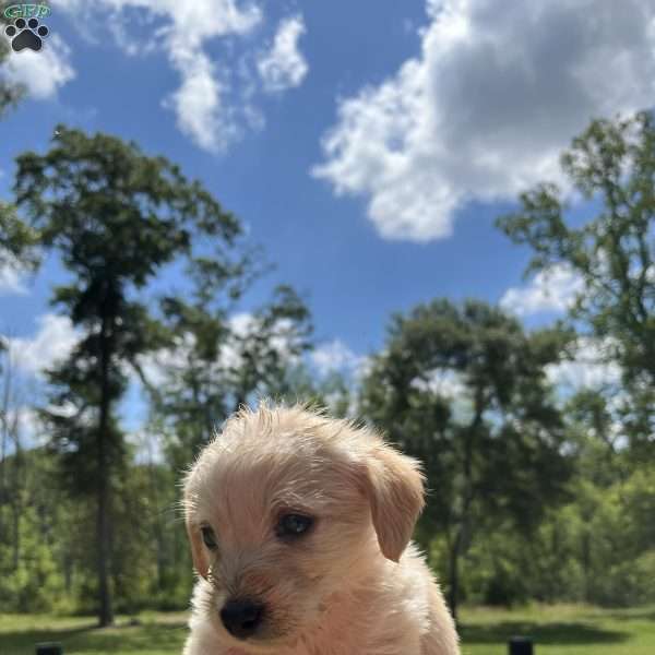 Otis, Westiepoo Puppy