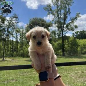Otis, Westiepoo Puppy