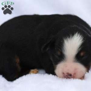 Lewis, Bernedoodle Puppy