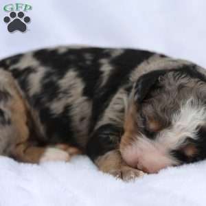 Leo, Bernedoodle Puppy
