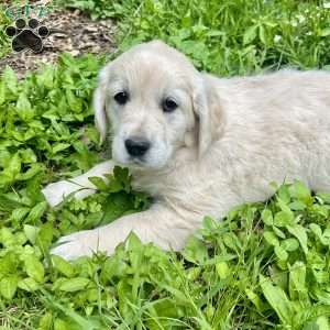 Lily, Golden Retriever Puppy