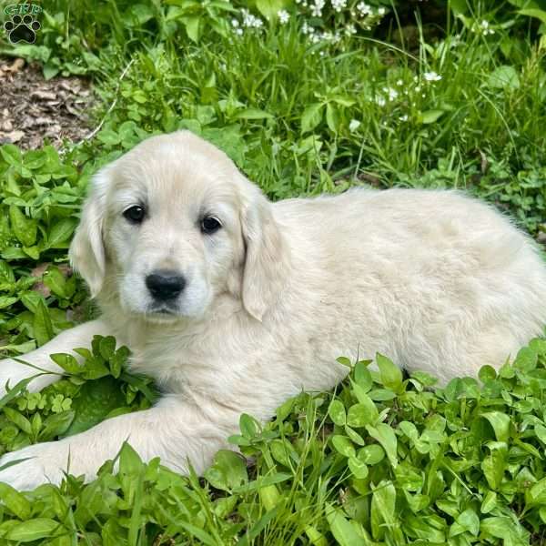 Lily, Golden Retriever Puppy