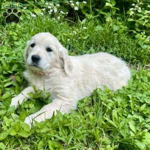 Lily, Golden Retriever Puppy