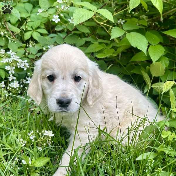 Fluffy, Golden Retriever Puppy