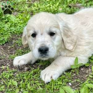 Fluffy, Golden Retriever Puppy