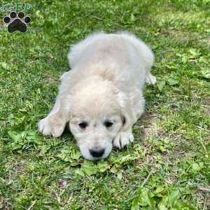 Fluffy, Golden Retriever Puppy