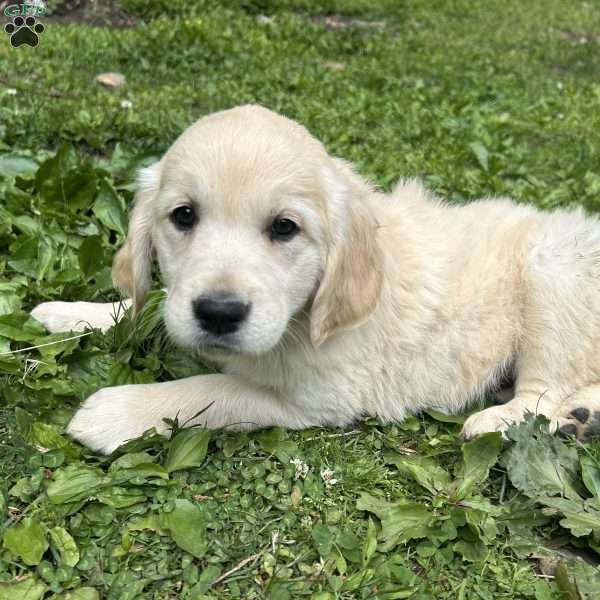 Summer, Golden Retriever Puppy