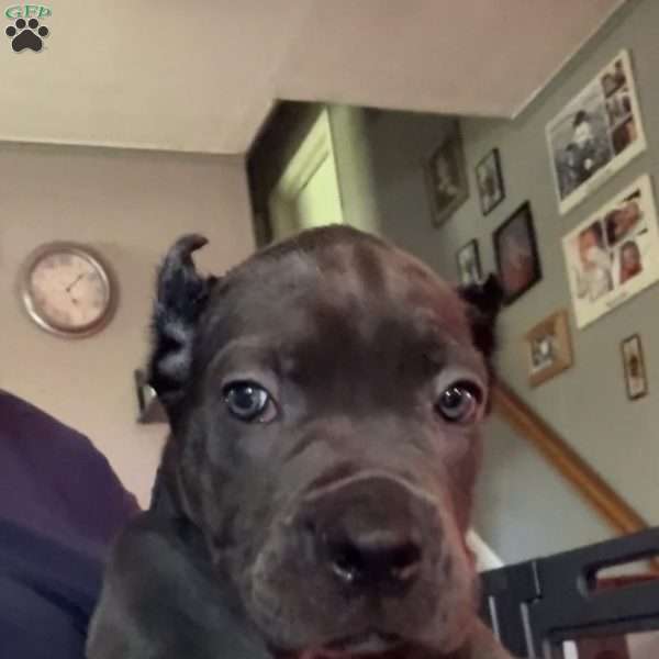 Blue, Cane Corso Puppy