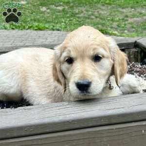 Goldie, Golden Retriever Puppy