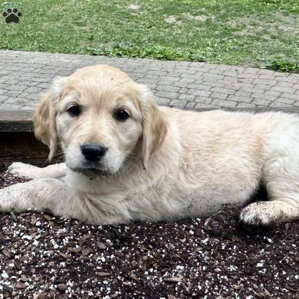Goldie, Golden Retriever Puppy
