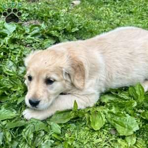 Goldie, Golden Retriever Puppy