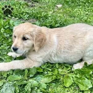 Goldie, Golden Retriever Puppy