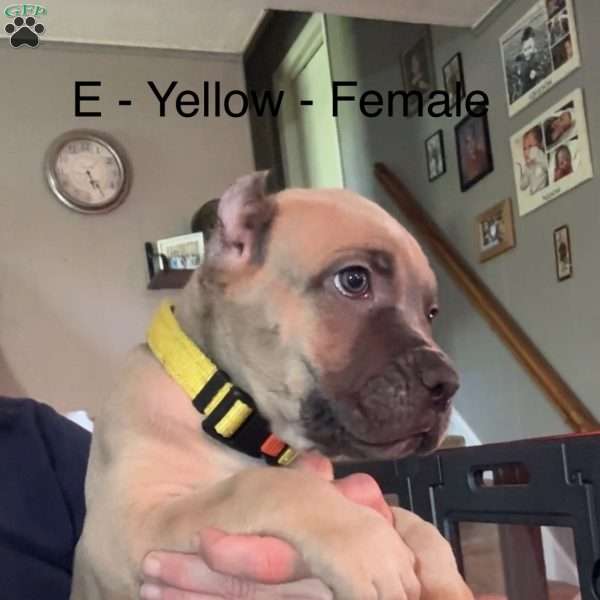 Yellow, Cane Corso Puppy