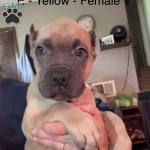 Yellow, Cane Corso Puppy