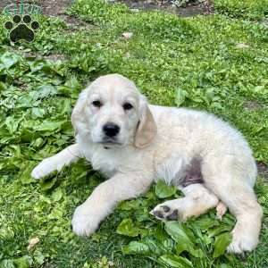 Charlie, Golden Retriever Puppy
