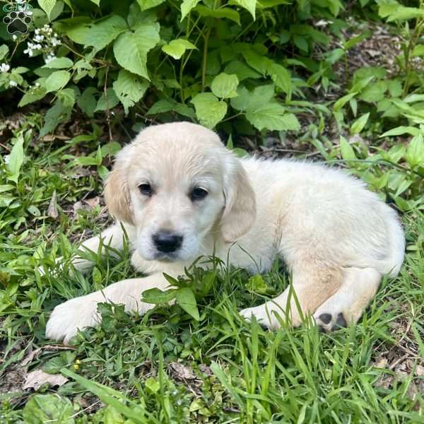 Charlie, Golden Retriever Puppy