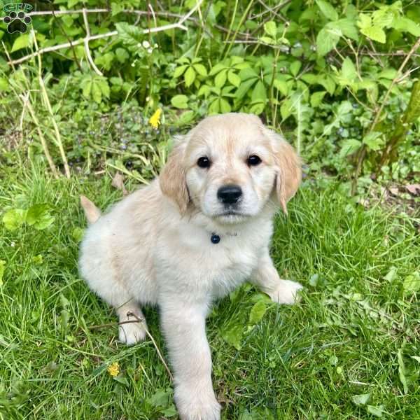 Buddy, Golden Retriever Puppy