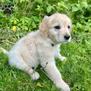 Buddy, Golden Retriever Puppy