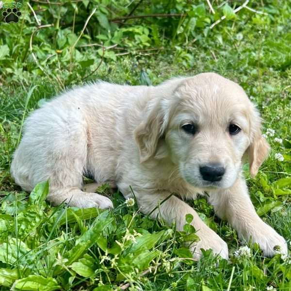 Flash, Golden Retriever Puppy