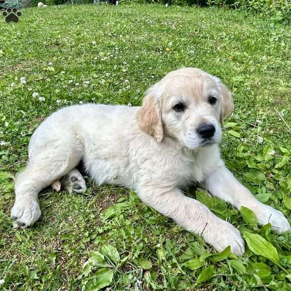 Buster, Golden Retriever Puppy