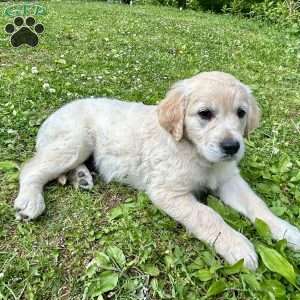 Buster, Golden Retriever Puppy