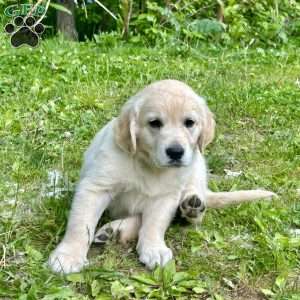 Buster, Golden Retriever Puppy