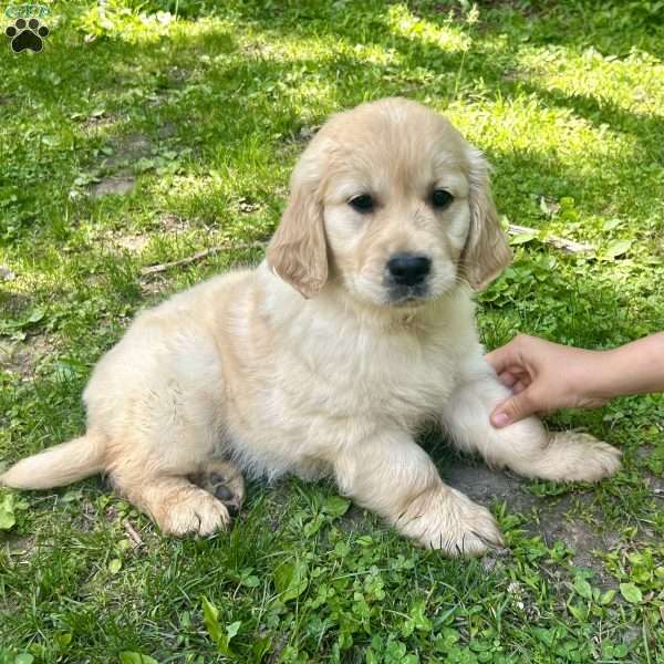 Sully, Golden Retriever Puppy