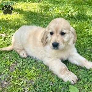 Sully, Golden Retriever Puppy