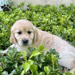 Sully, Golden Retriever Puppy