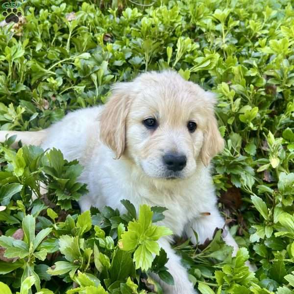 Tyke, Golden Retriever Puppy