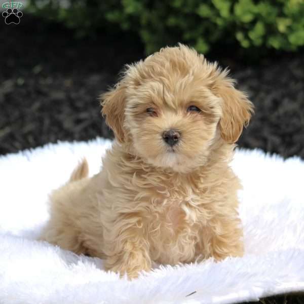 Lily, Maltipoo Puppy