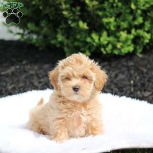 Lily, Maltipoo Puppy