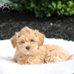 Lily, Maltipoo Puppy