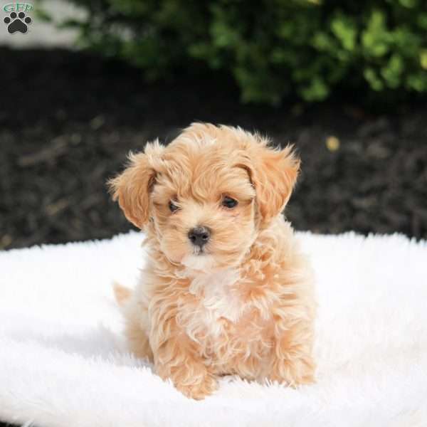 Leo, Maltipoo Puppy