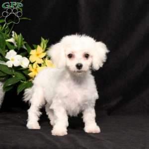 BJ’s Nala, Bichon Frise Puppy