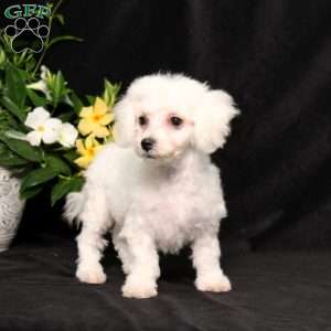 BJ’s Nala, Bichon Frise Puppy