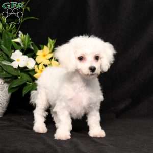 BJ’s Nala, Bichon Frise Puppy