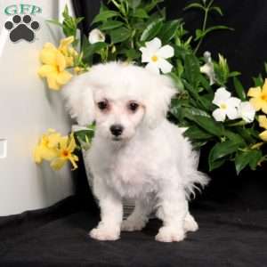 BJ’s Nala, Bichon Frise Puppy