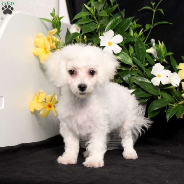 BJ’s Nala, Bichon Frise Puppy