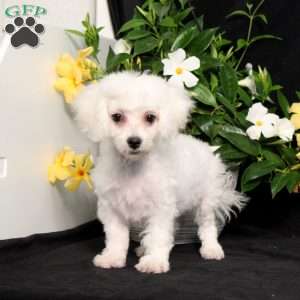 BJ’s Nala, Bichon Frise Puppy