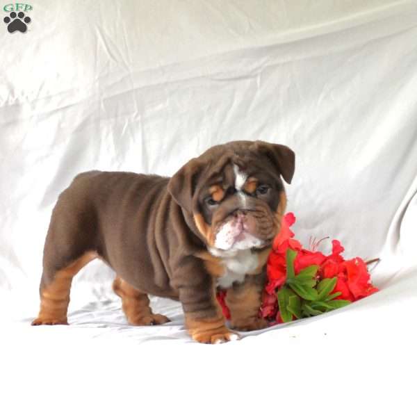 Polly, English Bulldog Puppy