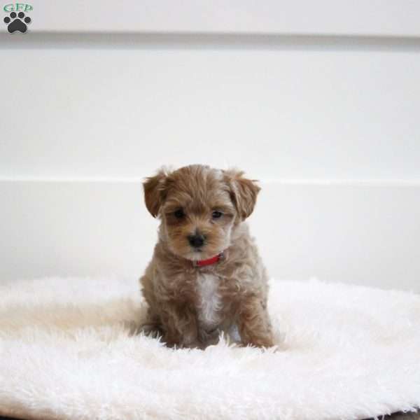 Lily, Maltipoo Puppy