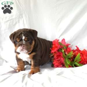 Polly, English Bulldog Puppy