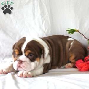 Penny, English Bulldog Puppy