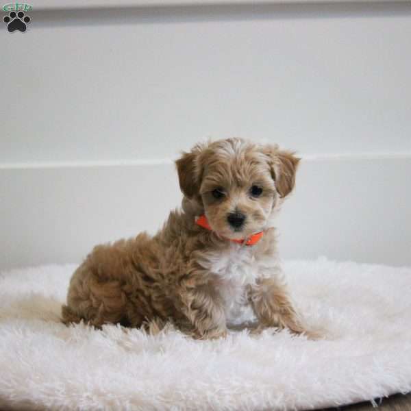 Layle, Maltipoo Puppy