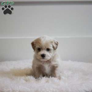 Leo, Maltipoo Puppy