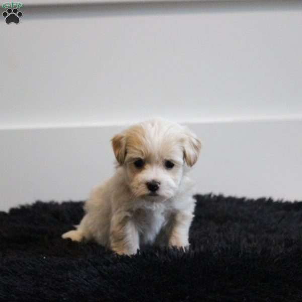 Leo, Maltipoo Puppy
