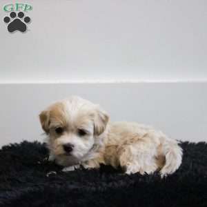 Leo, Maltipoo Puppy