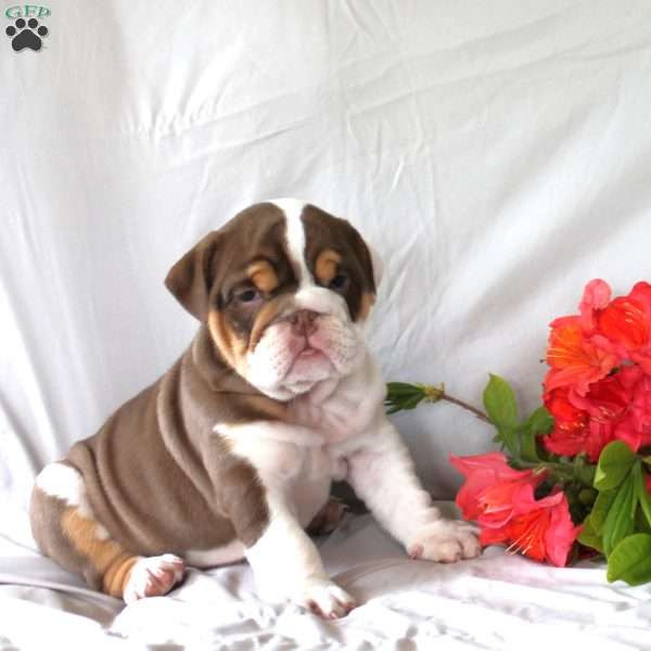 Penny, English Bulldog Puppy