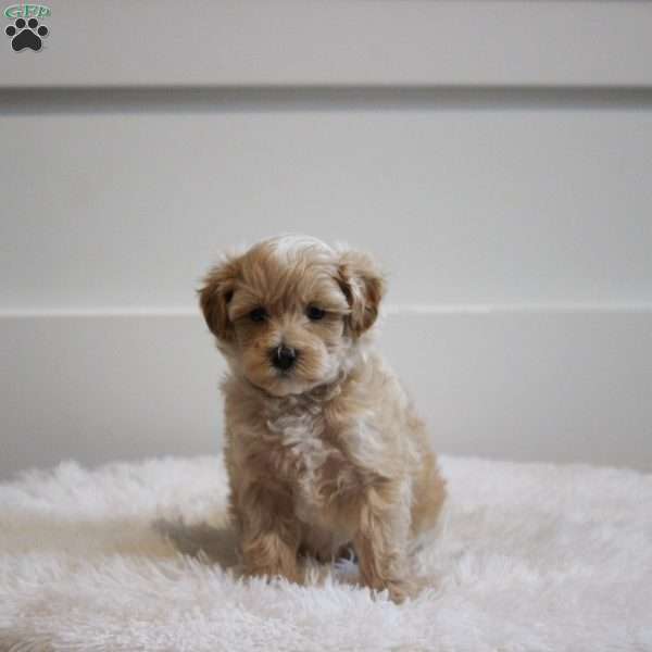 Lance, Maltipoo Puppy